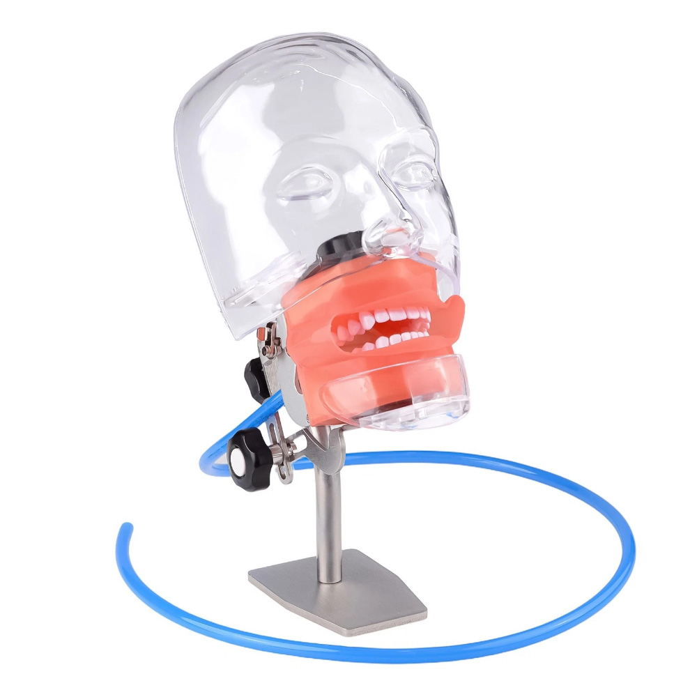 Dental Phantom Head Manikin Model with 28Pcs/32Pcs Teeth Typodont and FE Articulator Compatible with Nissin Kilgore
